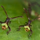 Illustration for article titled Award-winning images of some of the worlds smallest life forms